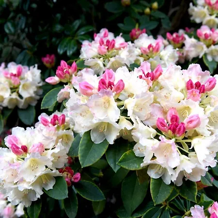 Casas De Pedra 卡马查