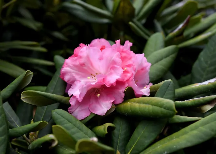 Casas De Pedra בית חווה Camacha (Madeira)