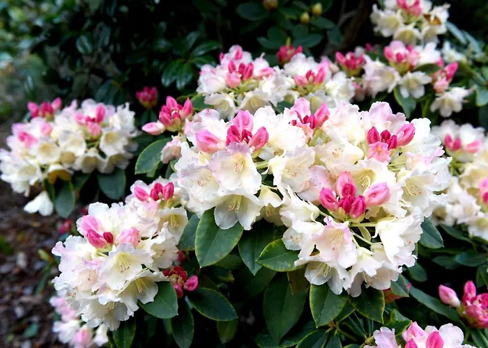 Casas De Pedra Camacha (Madeira)