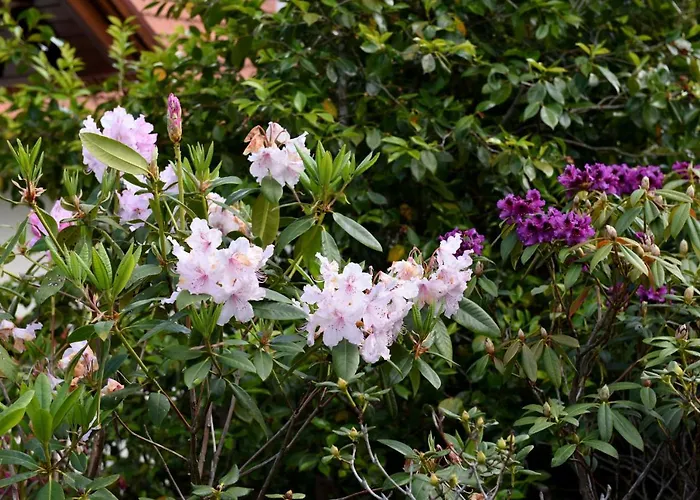 Farma Casas De Pedra Camacha (Madeira)
